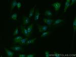 PPP1R17 Antibody in Immunocytochemistry (ICC/IF)