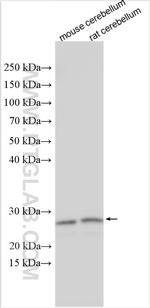 PPP1R17 Antibody in Western Blot (WB)