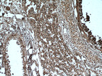 NOSIP Antibody in Immunohistochemistry (Paraffin) (IHC (P))