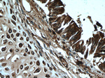 NOSIP Antibody in Immunohistochemistry (Paraffin) (IHC (P))