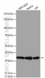 NOSIP Antibody in Western Blot (WB)