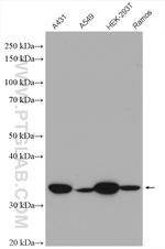 NOSIP Antibody in Western Blot (WB)