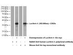 Luciferase Antibody in Western Blot (WB)