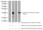 Luciferase Antibody in Western Blot (WB)