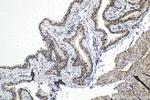 TOX4 Antibody in Immunohistochemistry (Paraffin) (IHC (P))