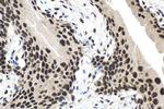 TOX4 Antibody in Immunohistochemistry (Paraffin) (IHC (P))