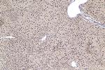 TOX4 Antibody in Immunohistochemistry (Paraffin) (IHC (P))