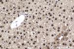 TOX4 Antibody in Immunohistochemistry (Paraffin) (IHC (P))