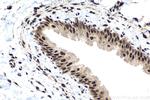 TOX4 Antibody in Immunohistochemistry (Paraffin) (IHC (P))