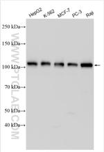 TOX4 Antibody in Western Blot (WB)