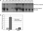 HPV Type 16 E7 Antibody in Western Blot (WB)
