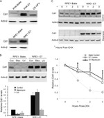 HPV Type 16 E7 Antibody in Western Blot (WB)