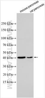 LCN12 Antibody in Western Blot (WB)