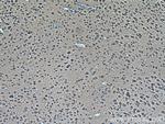 MAPK8/9/10 Antibody in Immunohistochemistry (Paraffin) (IHC (P))