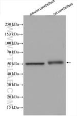 TUBG2 Antibody in Western Blot (WB)