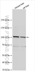 ZFPM1 Antibody in Western Blot (WB)