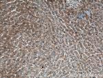 NKPD1 Antibody in Immunohistochemistry (Paraffin) (IHC (P))
