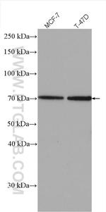 NKPD1 Antibody in Western Blot (WB)