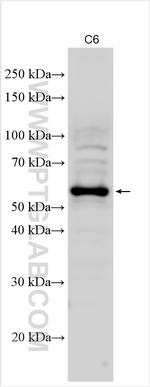 NPTN Antibody in Western Blot (WB)