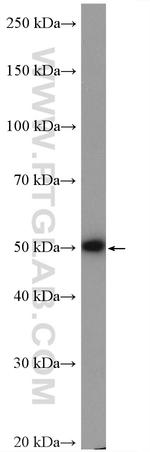 C2orf56 Antibody in Western Blot (WB)