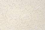 TMEM184B Antibody in Immunohistochemistry (Paraffin) (IHC (P))
