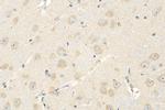 TMEM184B Antibody in Immunohistochemistry (Paraffin) (IHC (P))