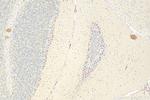 TMEM184B Antibody in Immunohistochemistry (Paraffin) (IHC (P))