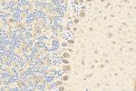TMEM184B Antibody in Immunohistochemistry (Paraffin) (IHC (P))