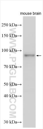 FCHSD2 Antibody in Western Blot (WB)