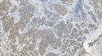 CLK3 Antibody in Immunohistochemistry (Paraffin) (IHC (P))
