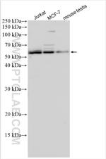CLK3 Antibody in Western Blot (WB)