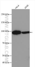 FBXO30 Antibody in Western Blot (WB)