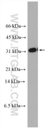 TMUB2 Antibody in Western Blot (WB)