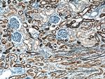 TMEM72 Antibody in Immunohistochemistry (Paraffin) (IHC (P))