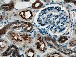 TMEM72 Antibody in Immunohistochemistry (Paraffin) (IHC (P))