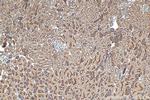 TMEM72 Antibody in Immunohistochemistry (Paraffin) (IHC (P))