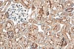TMEM72 Antibody in Immunohistochemistry (Paraffin) (IHC (P))