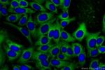 KPNA3 Antibody in Immunocytochemistry (ICC/IF)