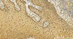 KPNA3 Antibody in Immunohistochemistry (Paraffin) (IHC (P))