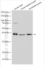 LRRC2 Antibody in Western Blot (WB)