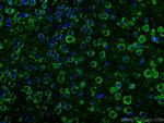 FAM135B Antibody in Immunohistochemistry (Paraffin) (IHC (P))