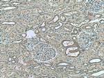 FAM135B Antibody in Immunohistochemistry (Paraffin) (IHC (P))