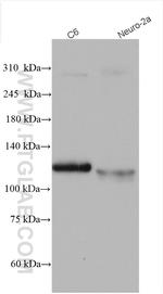 FAM135B Antibody in Western Blot (WB)