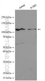 CCDC45 Antibody in Western Blot (WB)