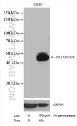 PD-L1/CD274 Antibody in Western Blot (WB)