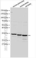SPATA9 Antibody in Western Blot (WB)