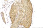 MRGPRE Antibody in Immunohistochemistry (Paraffin) (IHC (P))