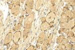 MRGPRE Antibody in Immunohistochemistry (Paraffin) (IHC (P))