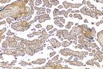 CYP26A1 Antibody in Immunohistochemistry (Paraffin) (IHC (P))