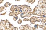 CYP26A1 Antibody in Immunohistochemistry (Paraffin) (IHC (P))